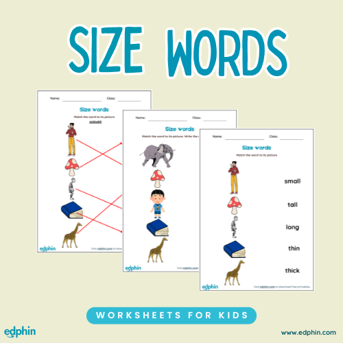 Words for Sizes Practice Worksheet