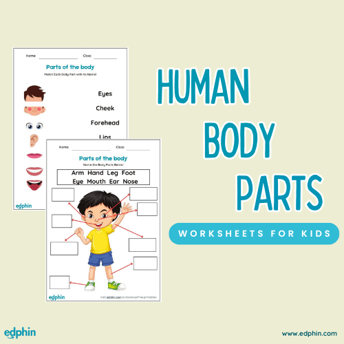 Human Body Parts Worksheet