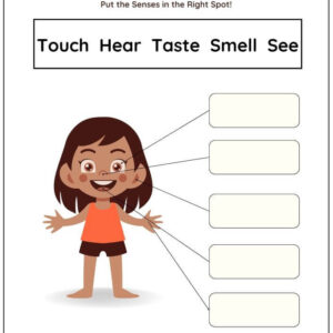 Match 5 Senses To Body Parts Worksheet With Answers