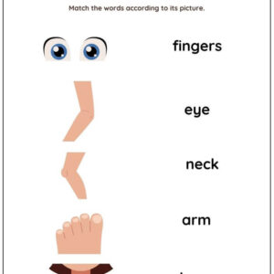 Body Parts Vocabulary: Match Words With Pictures Worksheet With Answers