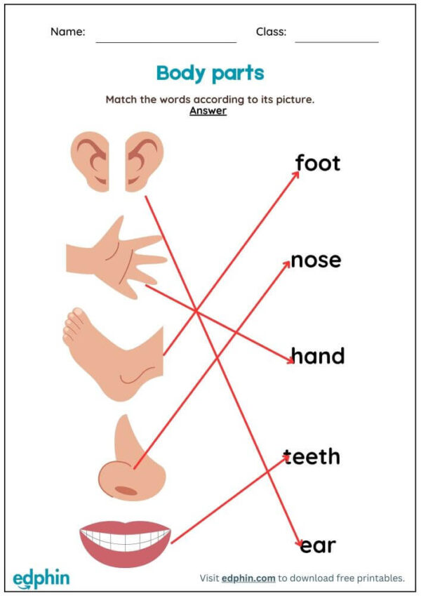 Body Parts Vocabulary: Match Words With Pictures Worksheet With Answers - Image 3