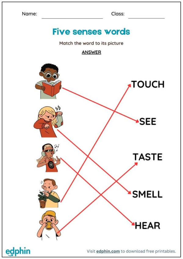 5 Senses Worksheet : Match Words with Picture Worksheet With Answer - Image 3