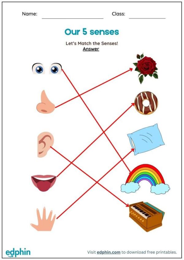 Match 5 Senses To Objects Worksheet With Answers - Image 3