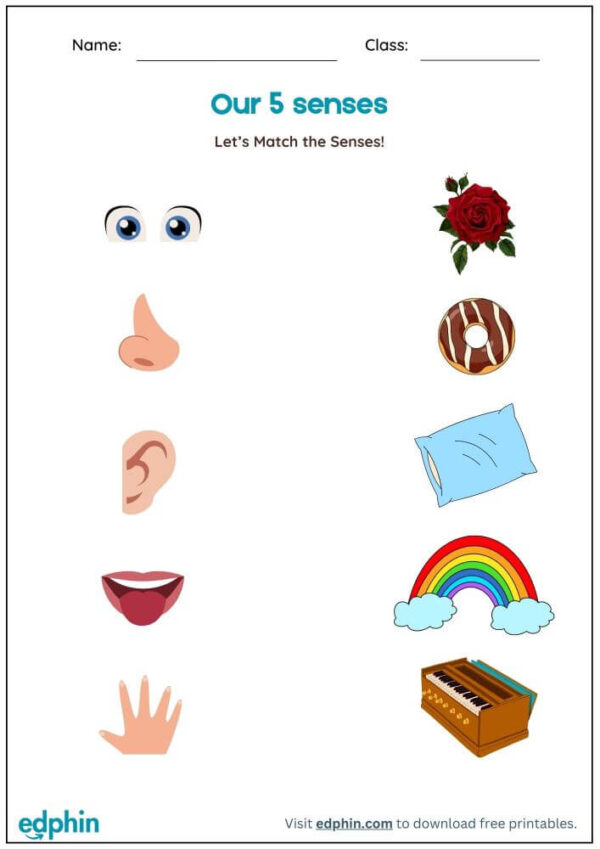 Match 5 Senses To Objects Worksheet With Answers