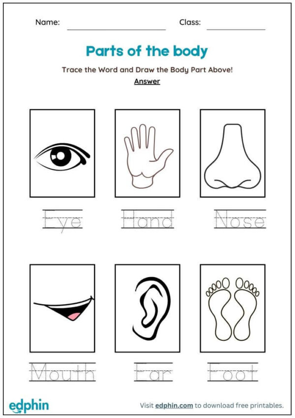 Human Body Parts Worksheet With Answers - Image 3