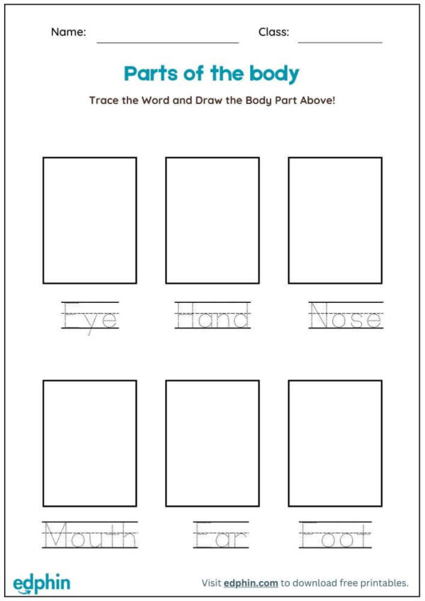 Human Body Parts Worksheet With Answers - Image 2