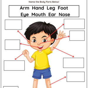Human Body Parts Worksheet With Answers