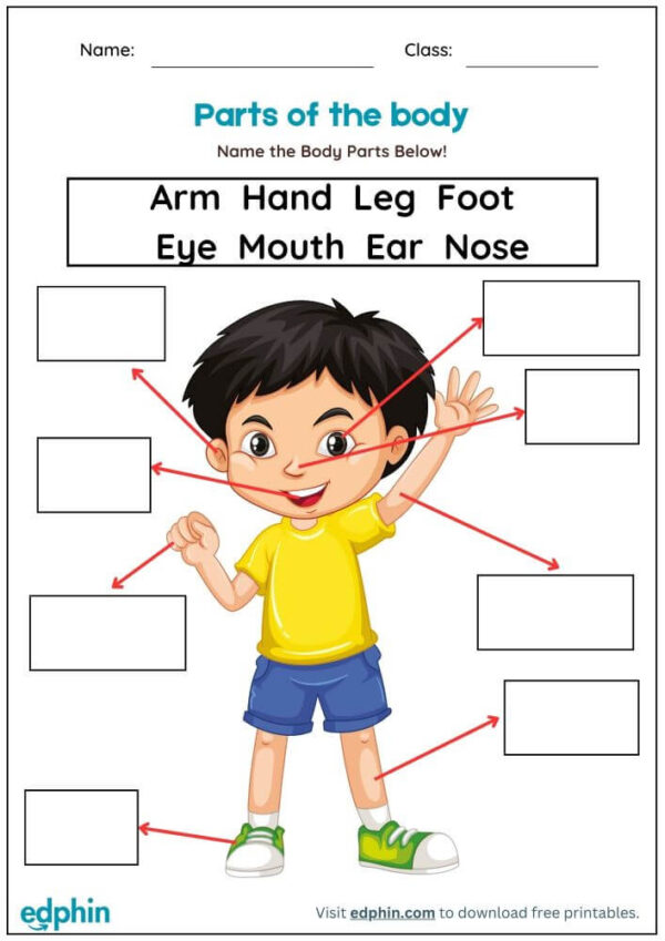 Human Body Parts Worksheet With Answers
