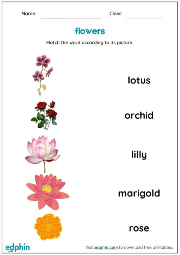 Nature Vocabulary: Match Words With Pictures Worksheet With Answers