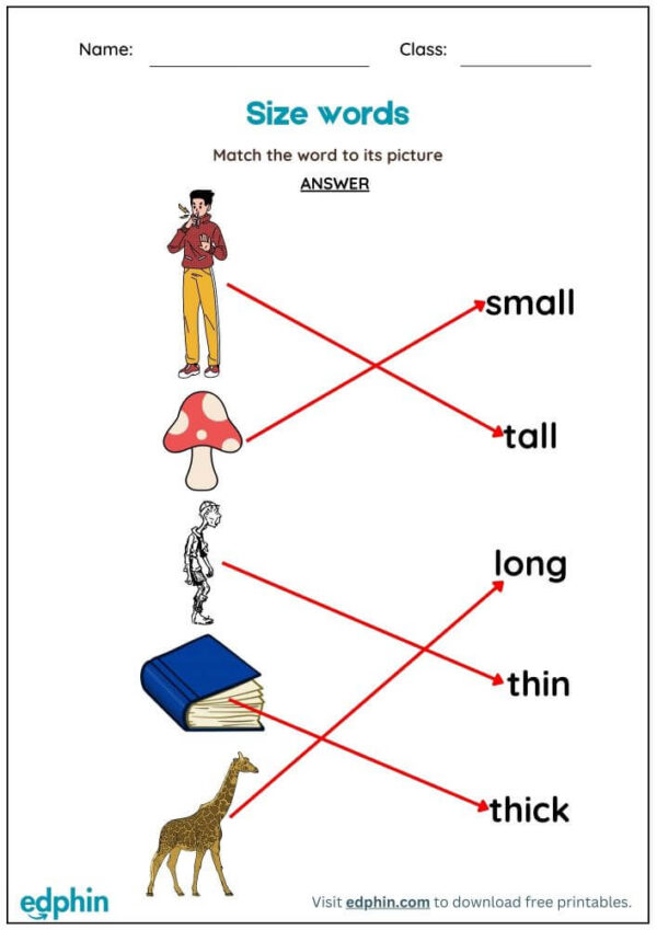 Words for Sizes Worksheet : Match Words with Picture Worksheet With Answer - Image 3