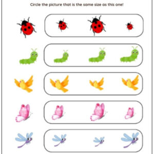 Same vs Different Size Worksheet With Answers