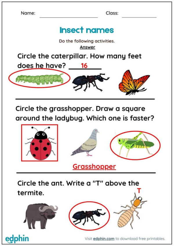 Animal Names Worksheet With Answers - Image 3