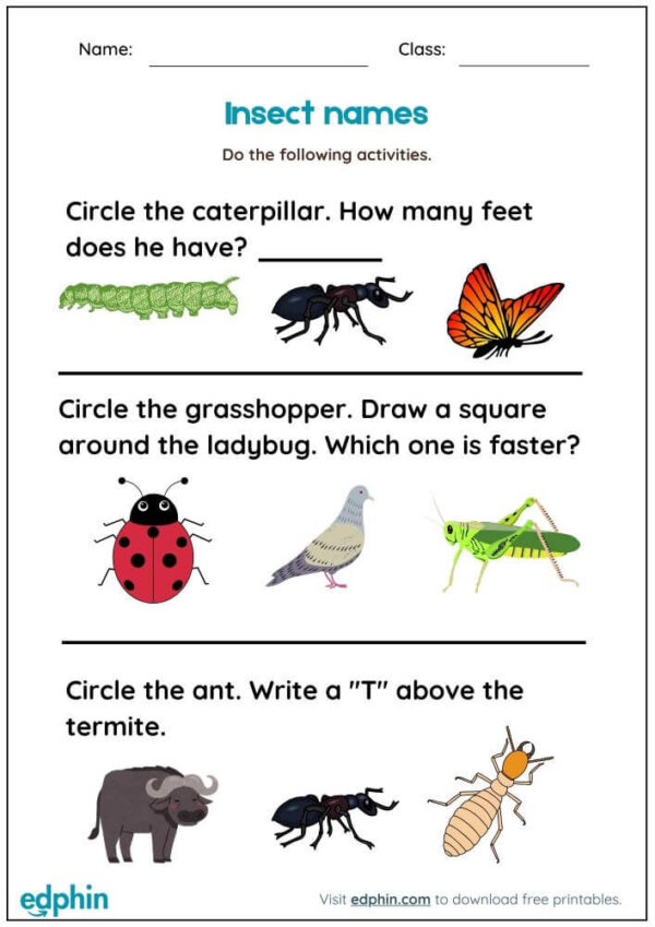Animal Names Worksheet With Answers - Image 2