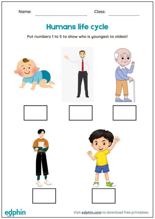 Life Cycles Worksheet With Answers