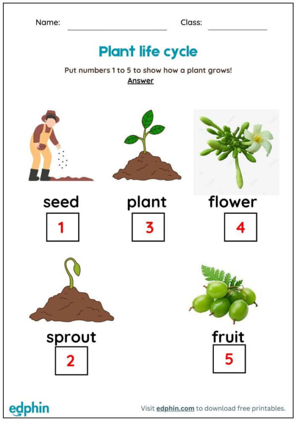 Life Cycles Worksheet With Answers - Image 3