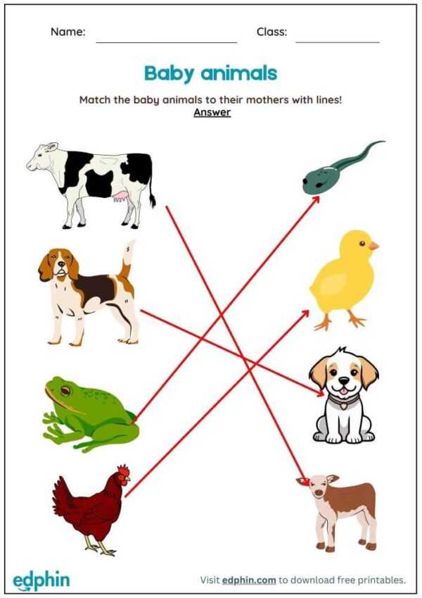 Match Baby Animals & Mothers Worksheet With Answers - Image 3