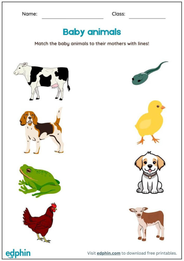 Match Baby Animals & Mothers Worksheet With Answers