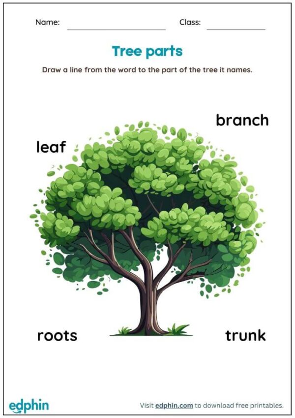 Identify Parts Of Plant & Tree Worksheet With Answers