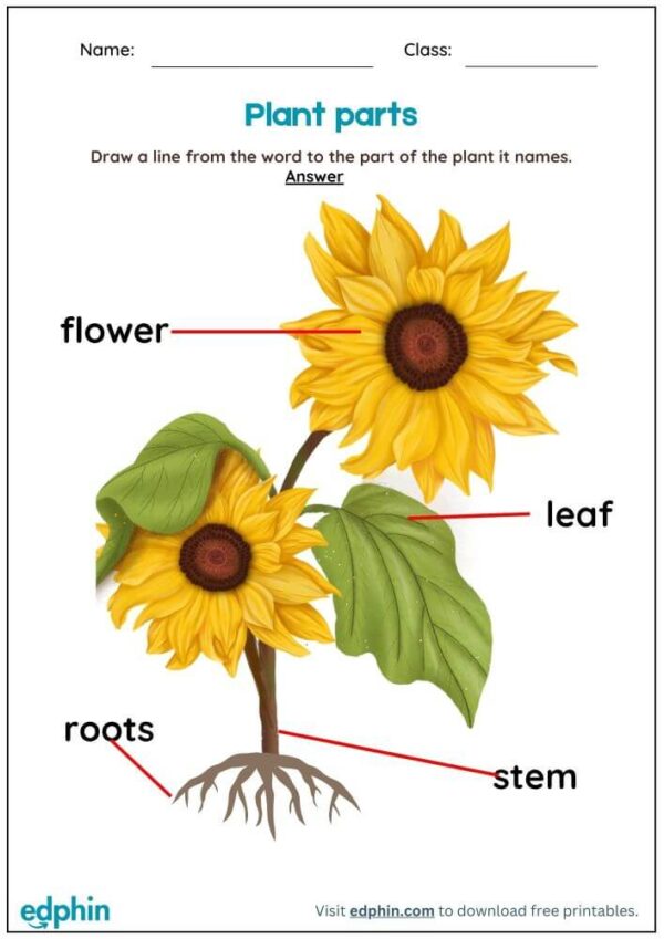 Identify Parts Of Plant & Tree Worksheet With Answers - Image 3
