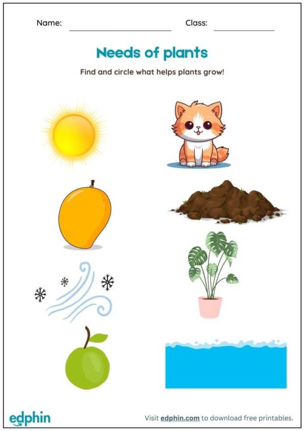 Identify Needs Of Plants Worksheet With Answers