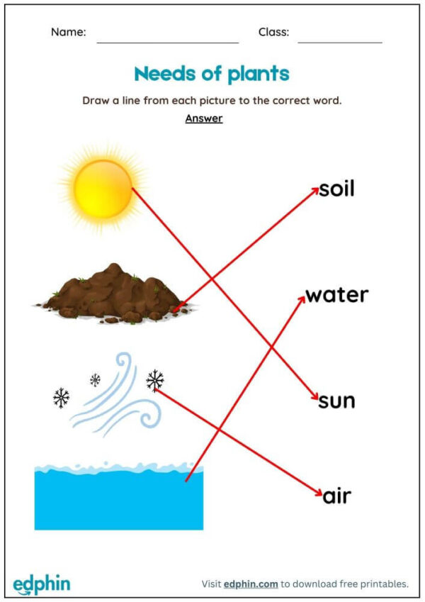 Identify Needs Of Plants Worksheet With Answers - Image 3