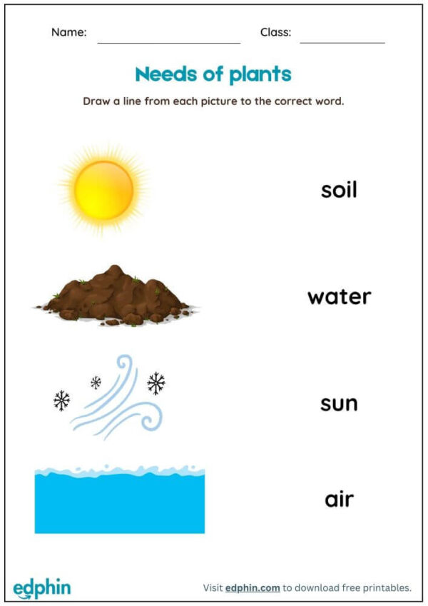 Identify Needs Of Plants Worksheet With Answers - Image 2