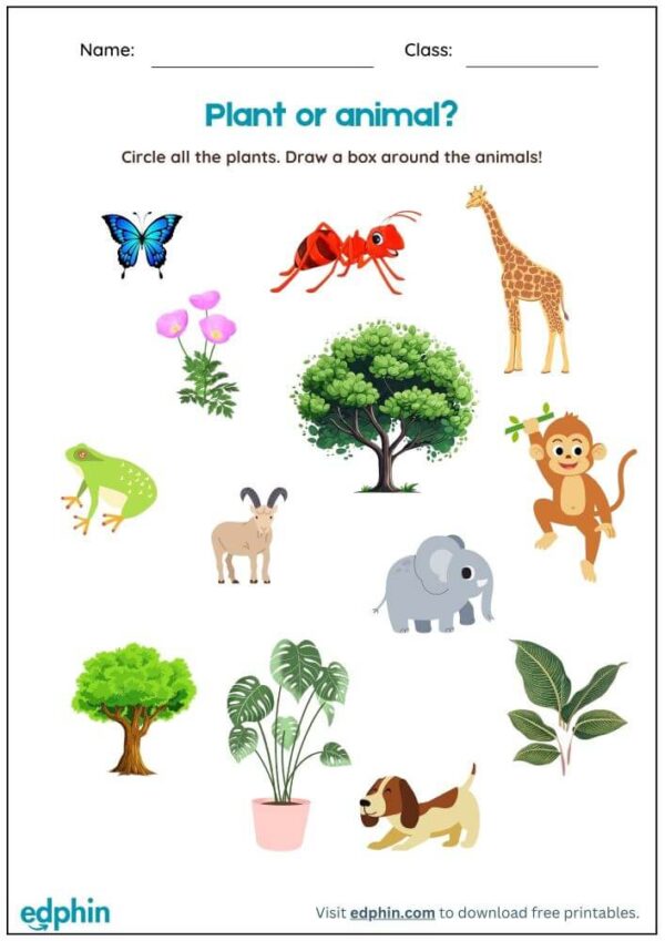 Identify Plants Vs Animals Worksheet With Answers